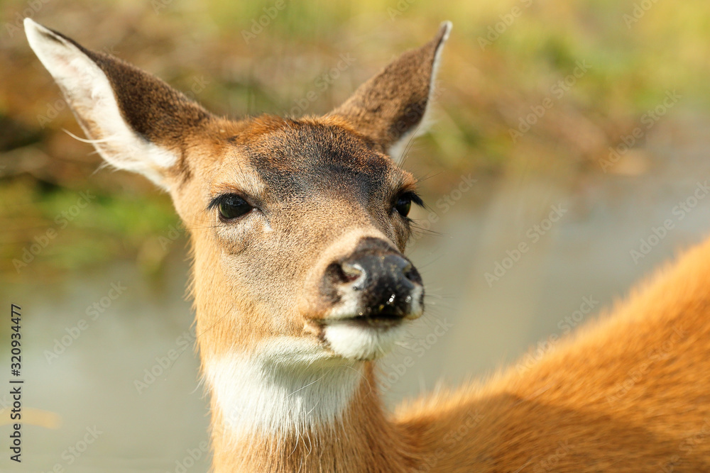 Wild deer looking into camera at Alaska. Wild deer looking into camera at Alaska.