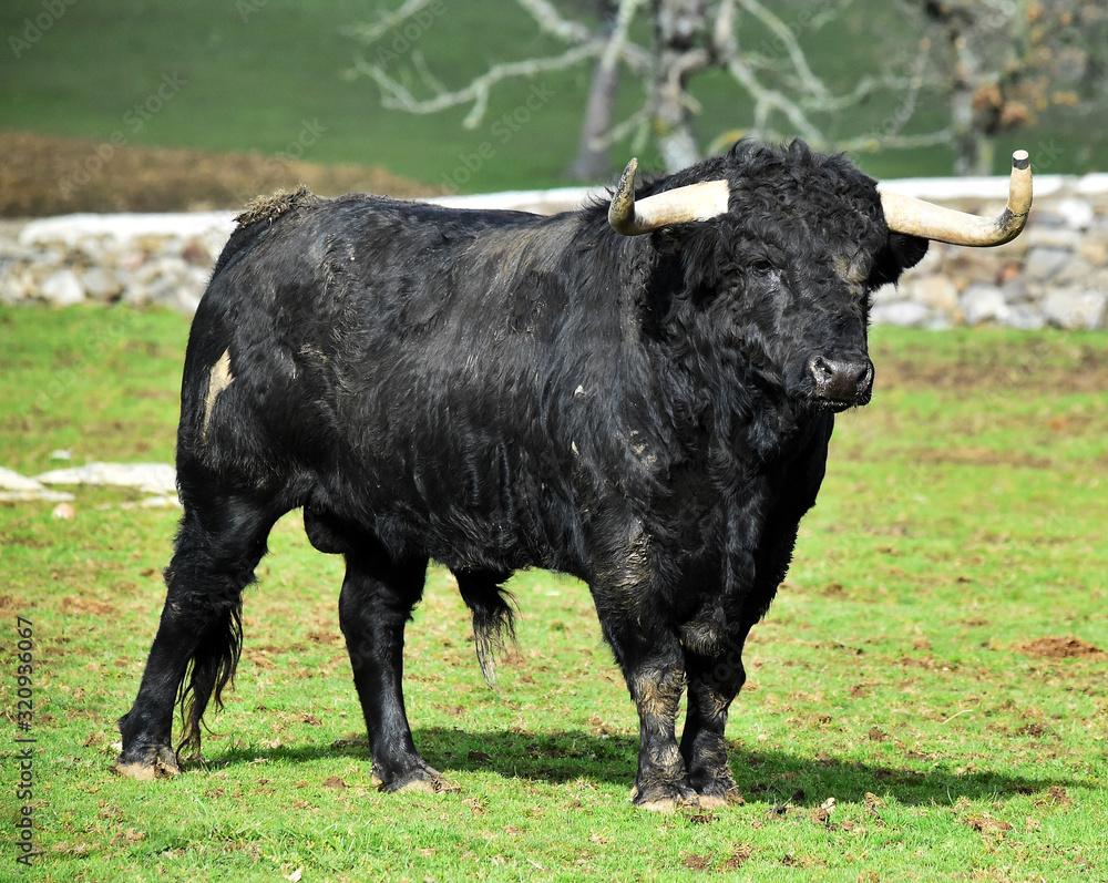 a strong bull running on a traditional spectacle of bullfight a strong bull running on a traditional spectacle of bullfight