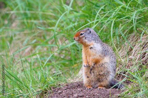A cute baby squirrel standing in green grass field looking around in Bristol 