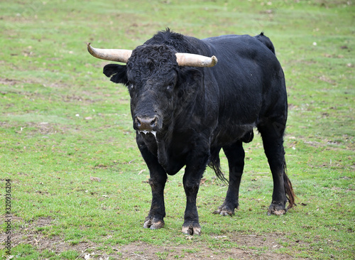 horns of strong bull