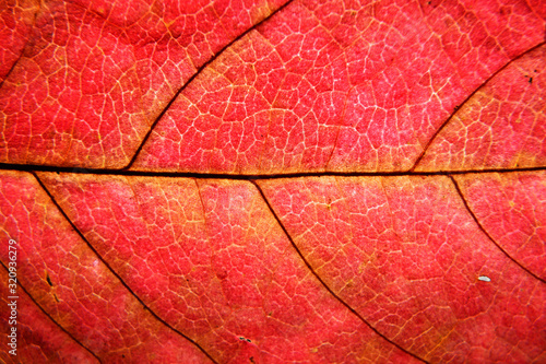 Autumn leaf macro. Leaf veins close up.