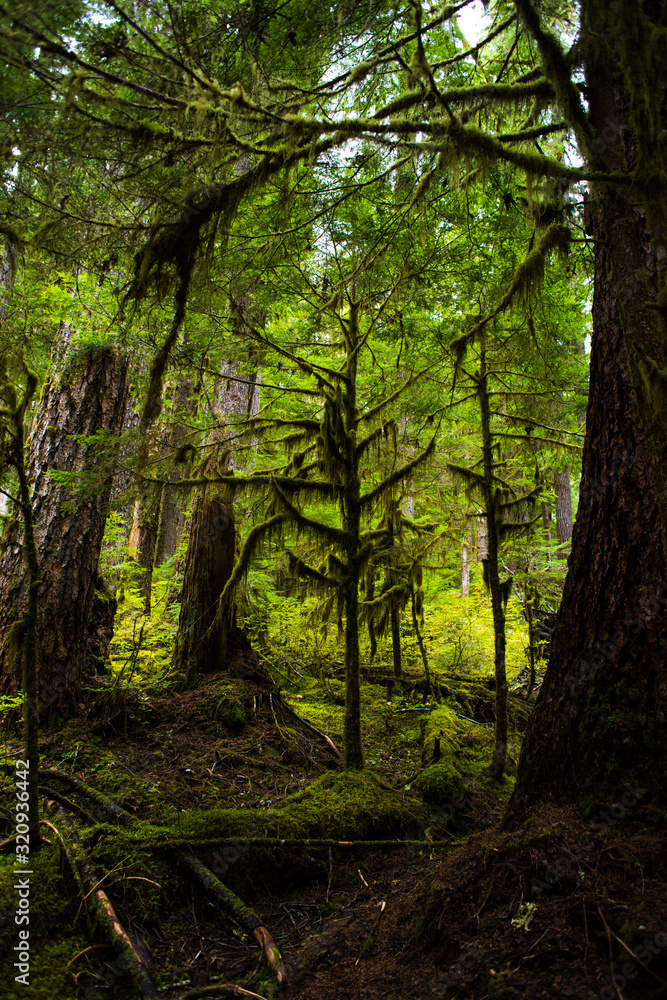 Naklejka premium Green woods draped in moss, Olympic National Park