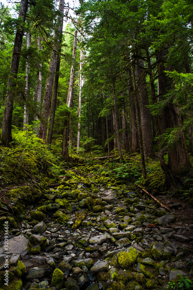 Obraz premium Stony creek-bed blanketed in moss among towering pines. Olympic National Forest