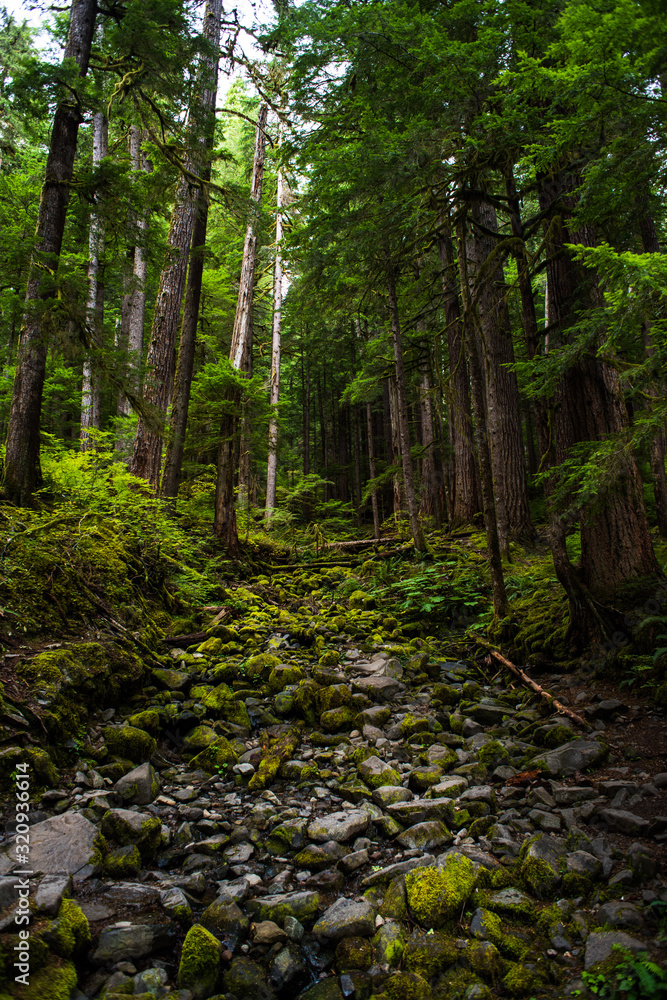Stony creek-bed blanketed in moss among towering pines. Olympic National Forest