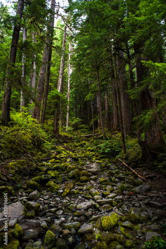 Stony creek-bed blanketed in moss among towering pines. Olympic National Forest © Austin Broadbent
