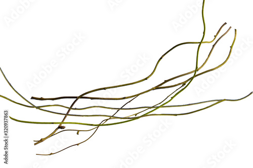 wood root. Spiral twisted jungle tree branch, vine liana plant isolated on white background, clipping path included