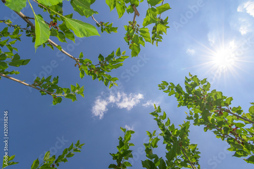 Mulberry tree in organic farm at Thailand