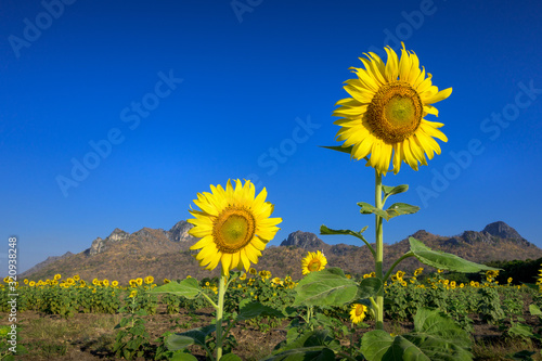 Sunflower field nature with mountain background, beautiful sunflower, landscape of sunflowers