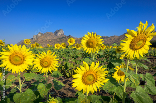 Sunflower field nature with mountain background, beautiful sunflower, landscape of sunflowers