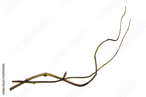 wood root. Huge vines liana plant jungle tree branches isolated on white background, clipping path included