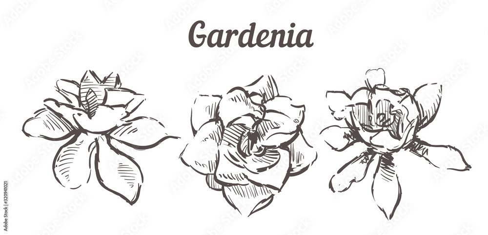 Hand drawn set Gardenia flowers illustration.Vector Sketch Gardenia ...