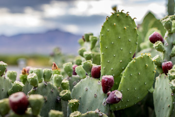 Gordijnen Cactus Eenzame cactus in droge woestijn  © Mark Lotterhand