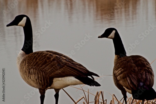 Wintering Canada geese at Lindsey City Park Public Fishing Lake, Canyon, Texas. photo