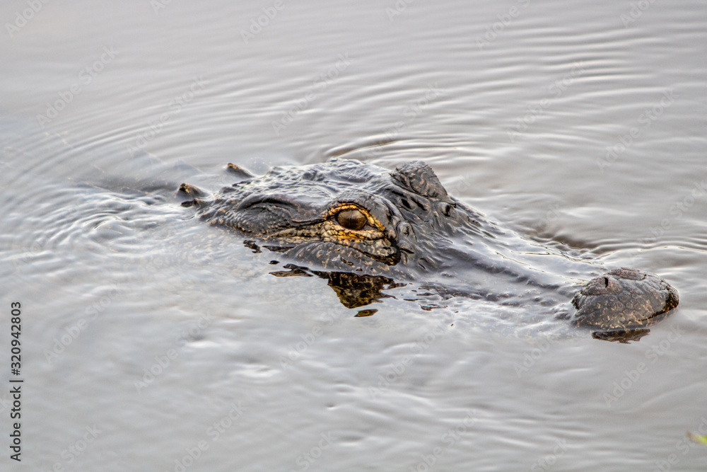 American alligator American alligator