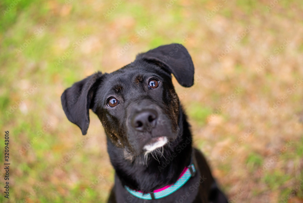 Adorable mixed black dog outside at a park posing for a close up