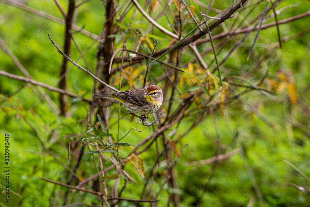 Small warbler