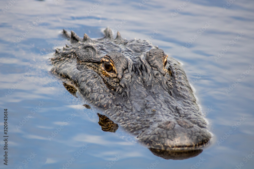 Obraz premium American alligator