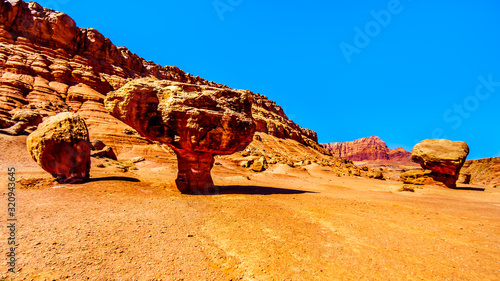 Large Balanced Rock Toadstool near Lee's Ferry in Glen Canyon National Recreation Area at Vermilion Cliffs and Marble Canyon near Page, Arizona, United States