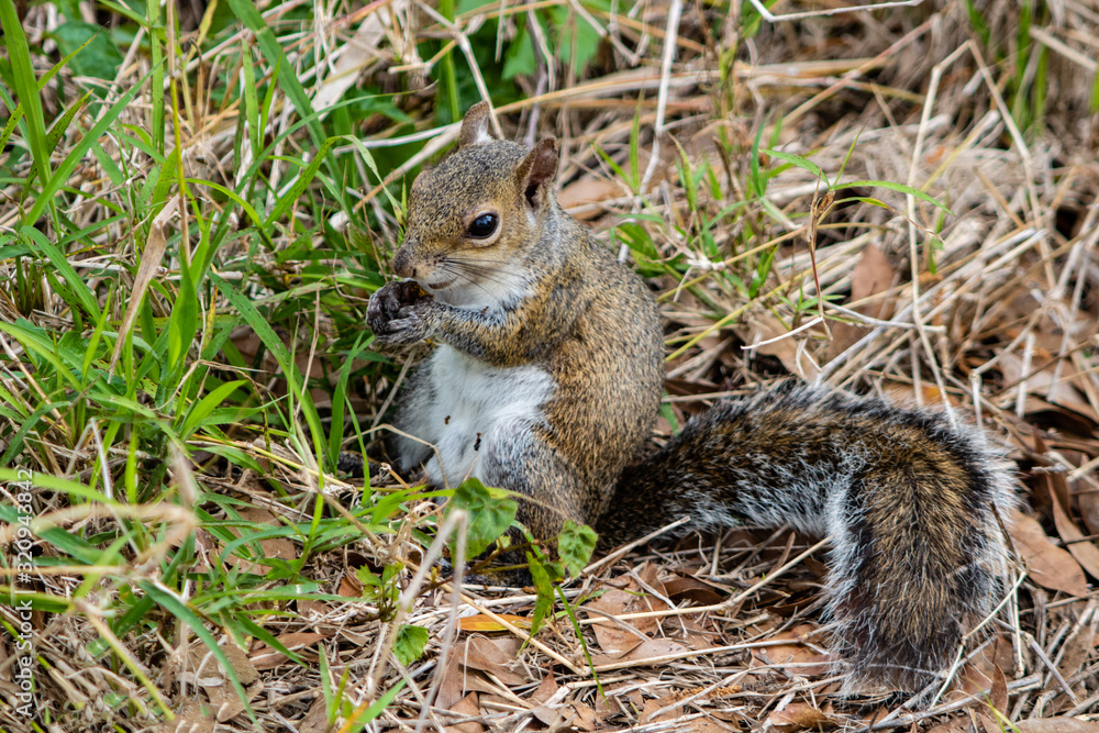 Fototapeta premium Gray squirrel