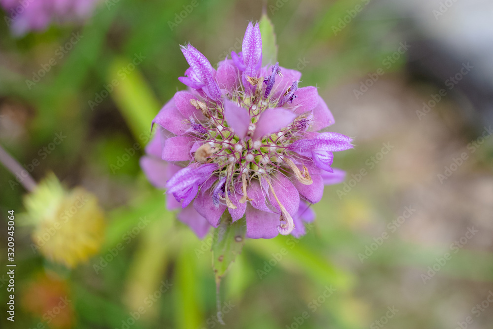 pink flower pink flower