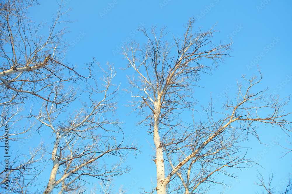 tree branches in the spring season against blue sky tree branches in the spring season against blue sky