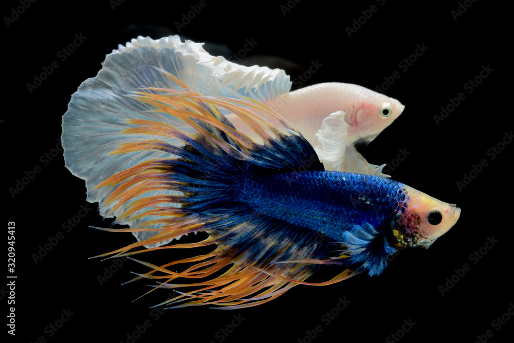 Fototapeta premium blue yellow crowntail betta and white on black screen