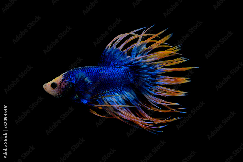 blue and yellow crowntail betta on black screen