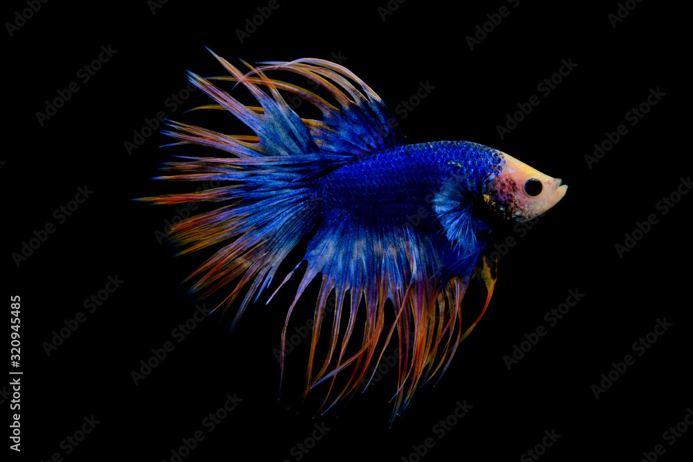 blue and yellow crowntail betta on black screen blue and yellow crowntail betta on black screen