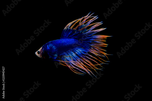 blue and yellow crowntail betta on black screen
