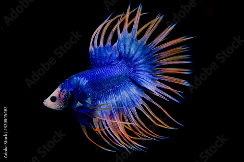 blue and yellow crowntail betta on black screen