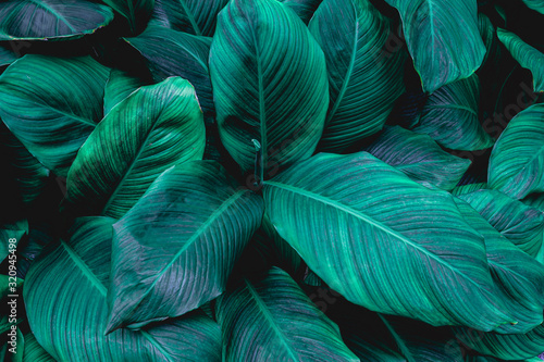 leaves of Spathiphyllum cannifolium  abstract colorful texture  nature background  tropical leaf