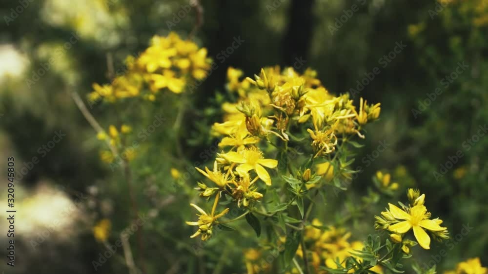 wildflowers, in Los Andes Mountains of Chile wildflowers, in Los Andes Mountains of Chile