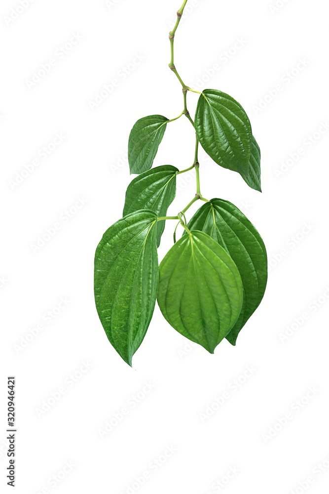 Tropical green leaves Tropical green leaves