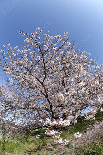 Wallpaper Mural 東京　多摩川土手の桜 Torontodigital.ca