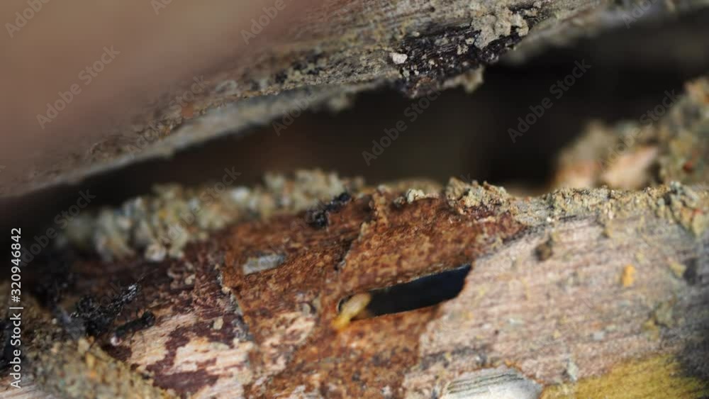 Termites walking on wood. Trace of eating wood. Termites walking on wood. Trace of eating wood.