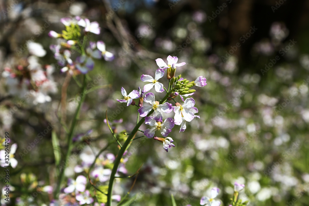 Fototapeta premium うす紫色の菜の花