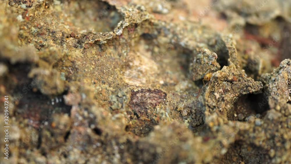 Termites walking on wood. Trace of eating wood. Termites walking on wood. Trace of eating wood.