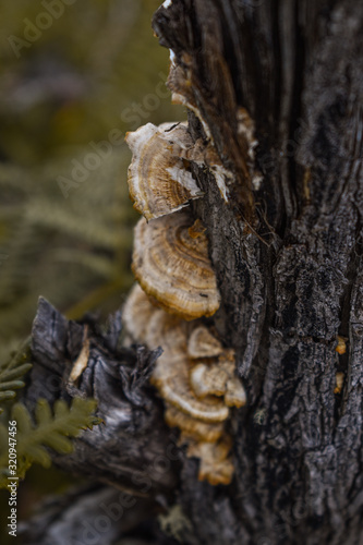 fungus on a tree