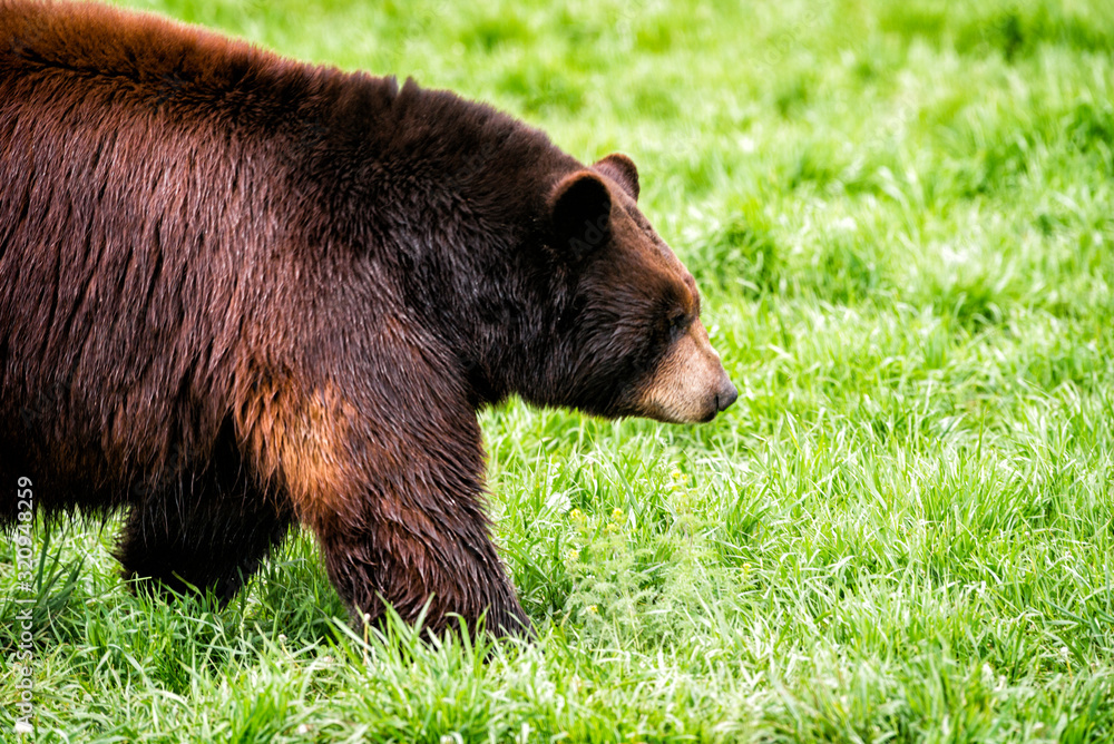 Big fat black bear walking through grass in South Dakota