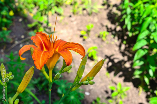 bright orange lily blossoming in the summer garden