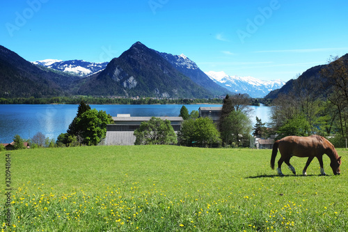 Horse on a sunny meadow in the mountains, Switzerland.