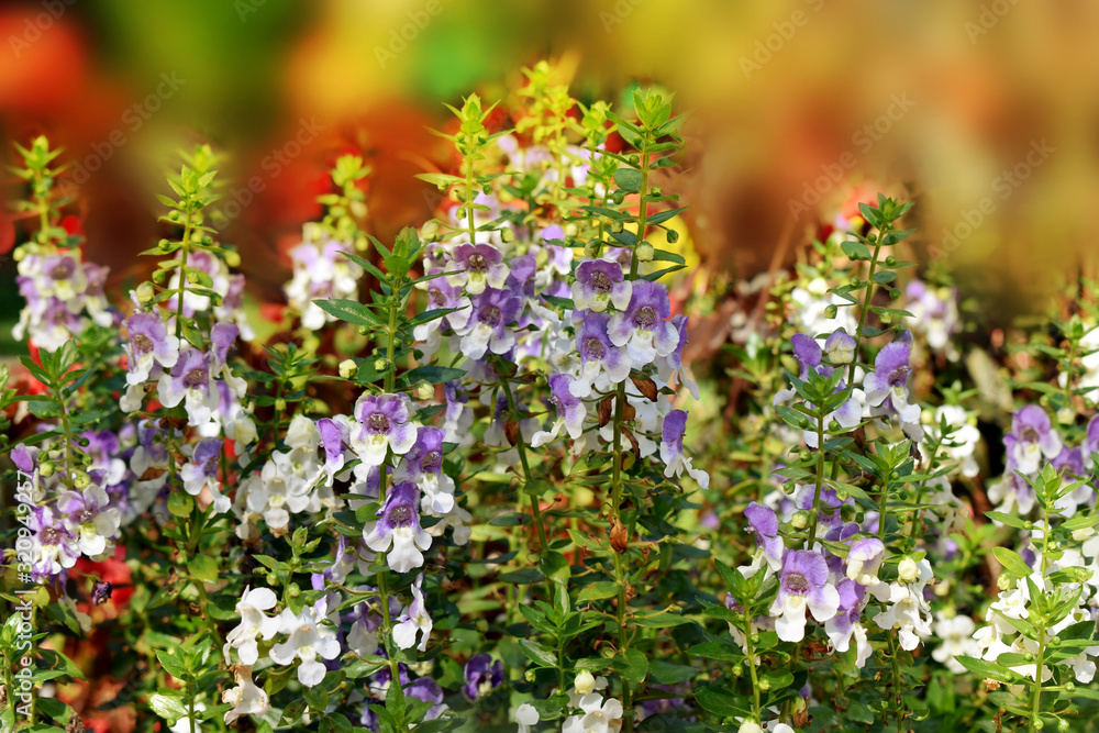 Fototapeta premium Beautiful flowers in garden close up