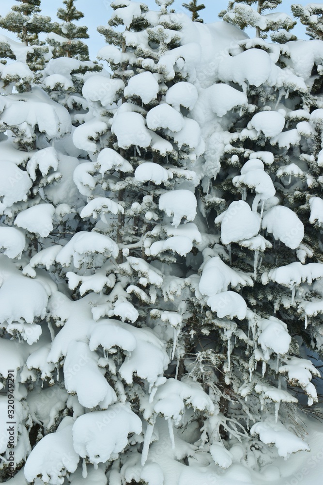 Naklejka premium A Snowy Scene