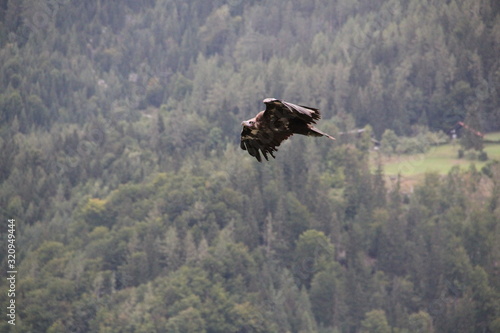 bird in flight