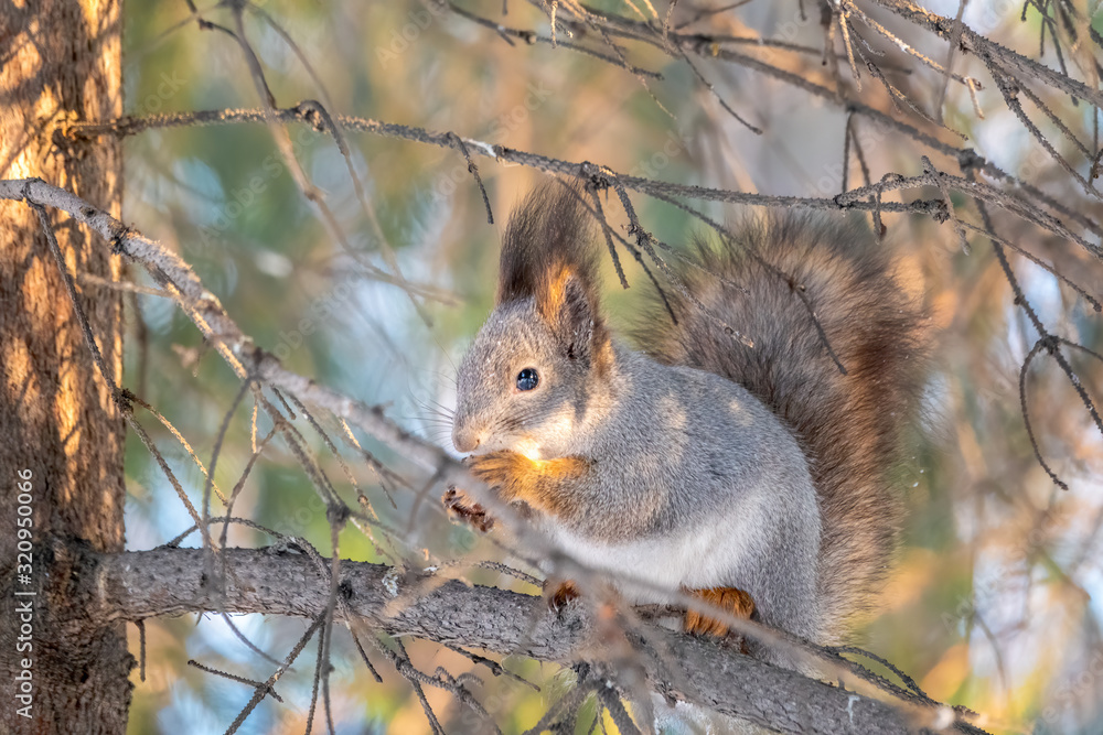 Fototapeta premium The squirrel sits on a branches in the winter or autumn