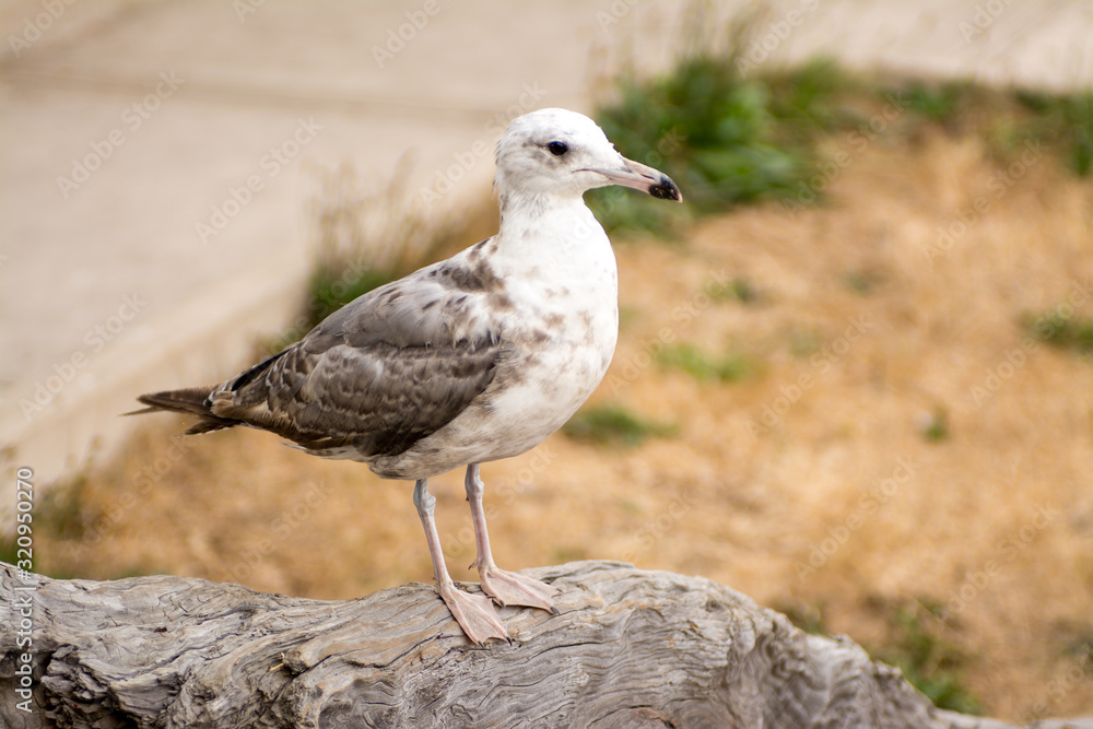 Seagull bird perched on a piece of driftwood Seagull bird perched on a piece of driftwood