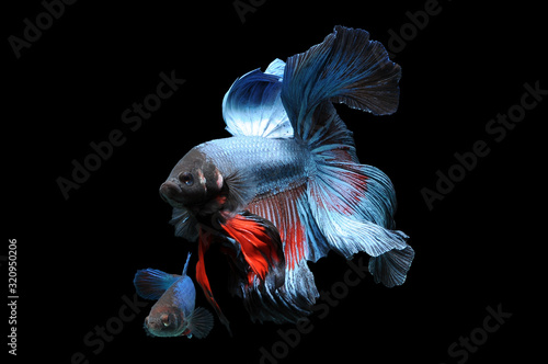 Betta fish, siamese fighting fish, betta splendens isolated on black background, fish on black background, Multi color Siamese fighting fish,