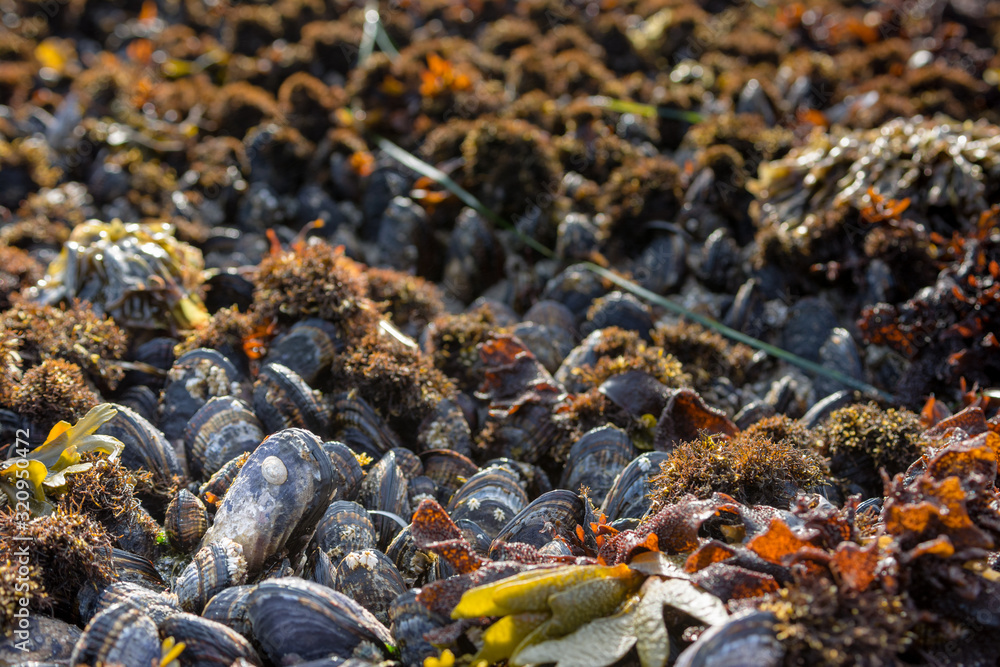 A densely packed Mussel bed exposed . A densely packed Mussel bed exposed .