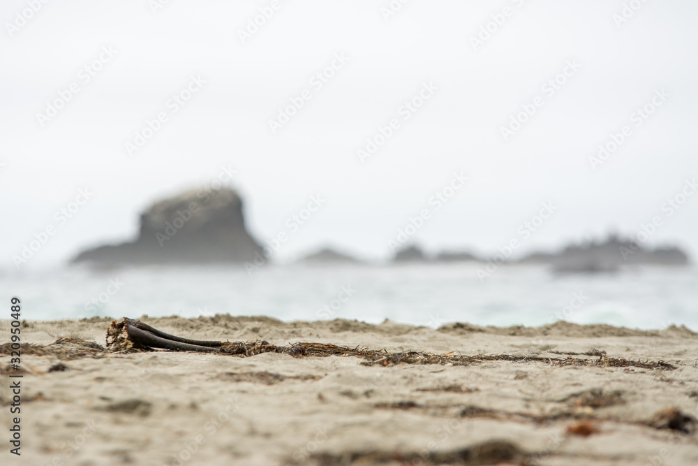 Sandy beach with kelp and blurred background . Sandy beach with kelp and blurred background .