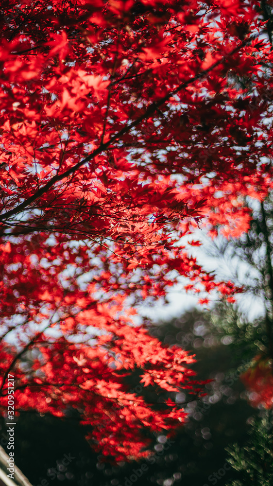 Autumn leaves in Japan,Kyoto,紅葉,秋